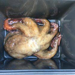 イカではなくてタコ