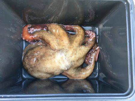 イカではなくてタコ