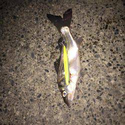 霞周辺シーバス