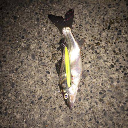 霞周辺シーバス