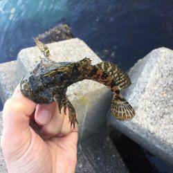 穴釣りでアイナメ