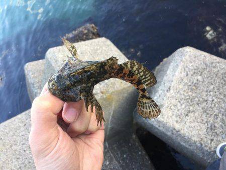 穴釣りでアイナメ