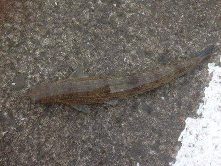 ハマちゃんエソつー