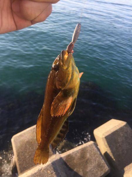 穴釣りアイナメ再び