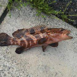 鯵はいないけど