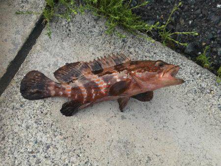 鯵はいないけど