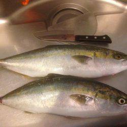 GW最終 はまちゃん2