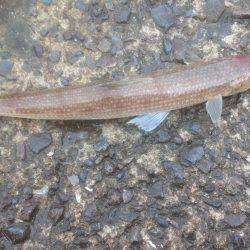 エソが〜フォー