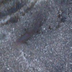 連敗 エソがツー