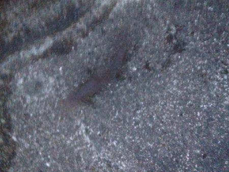 連敗 エソがツー