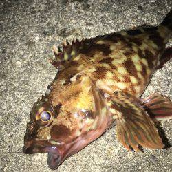 ライトワインドでガシラ