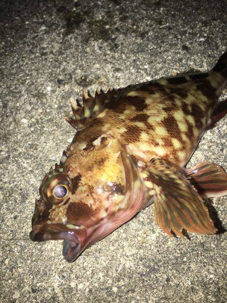 ライトワインドでガシラ