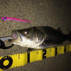 河川のボイル打ち