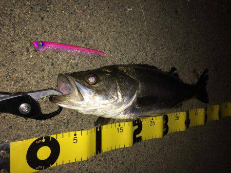 河川のボイル打ち