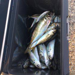 アジ釣り③