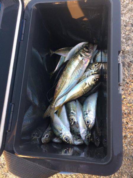 アジ釣り③