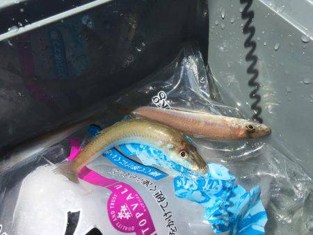 キスちょい投げ