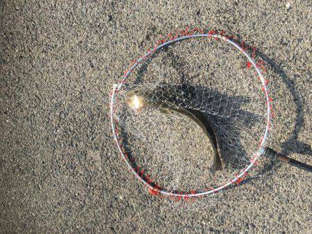 デイシーバスキャッチ！