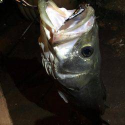 シーズンインの兆し