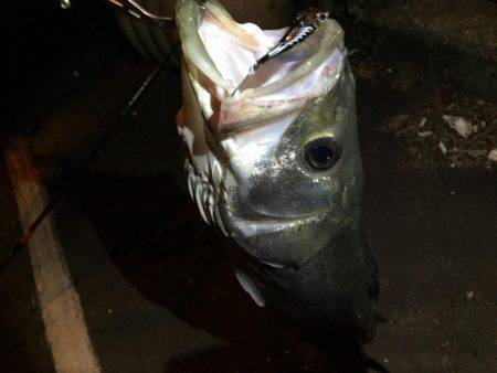 シーズンインの兆し