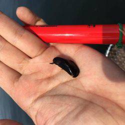 ヘチ釣りに行ってきました！