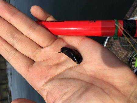 ヘチ釣りに行ってきました！