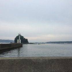 アオリ&モンゴウイカ