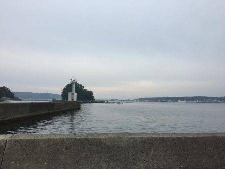 アオリ&モンゴウイカ