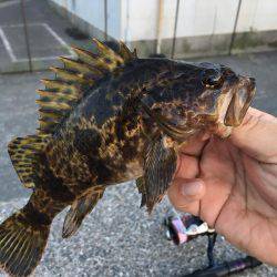 ロックフィッシュフェス