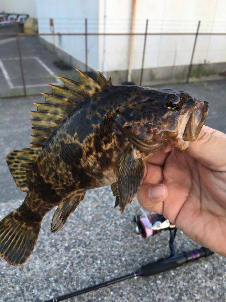 ロックフィッシュフェス