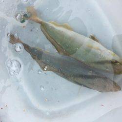 エギングの合間に...