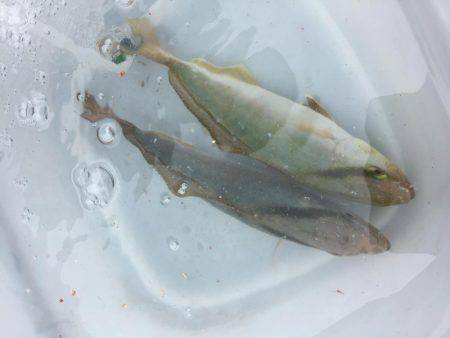 エギングの合間に...