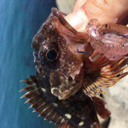 ロックフィッシュ