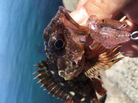 ロックフィッシュ