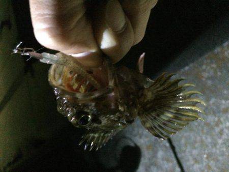 淡路島で、メバリング