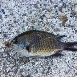 根魚 ばんざい！