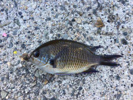 根魚 ばんざい！