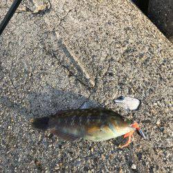 メバル・ガシラ