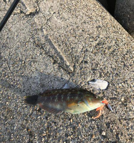 メバル・ガシラ