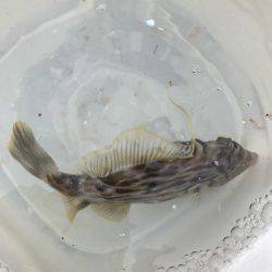 カワハギ、カタクチワシ