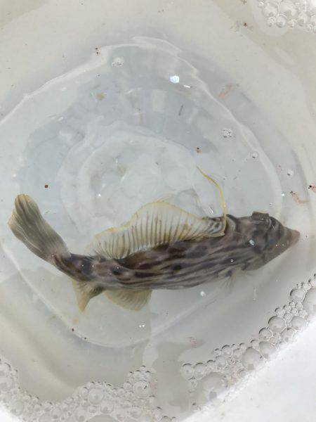 カワハギ、カタクチワシ