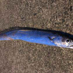 今年初のドラゴン