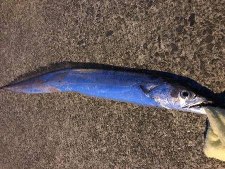 今年初のドラゴン