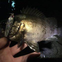 アジからメバル