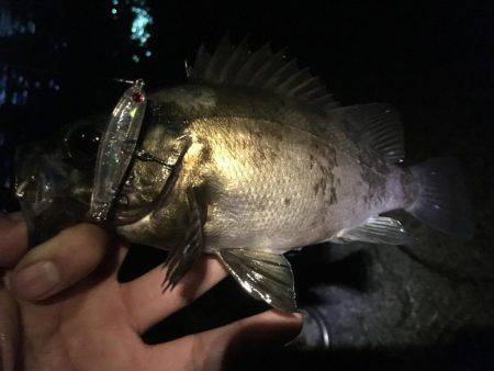 アジからメバル