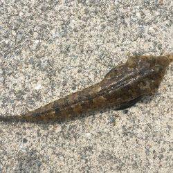 保険のキス釣り