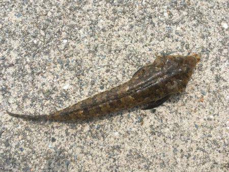 保険のキス釣り