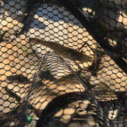 ちょっとだけテナガエビ