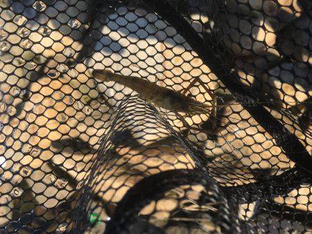 ちょっとだけテナガエビ