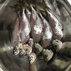 そろそろアジの季節かな！！